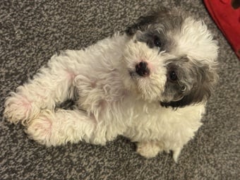 Gorgeous cockapoo puppy’s looking for the forever home 