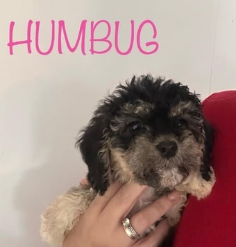 Gorgeous cockapoo puppy’s looking for the forever home 