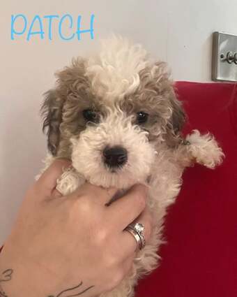 Gorgeous cockapoo puppy’s looking for the forever home 