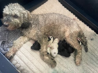 Gorgeous puppy’s looking for the forever home 