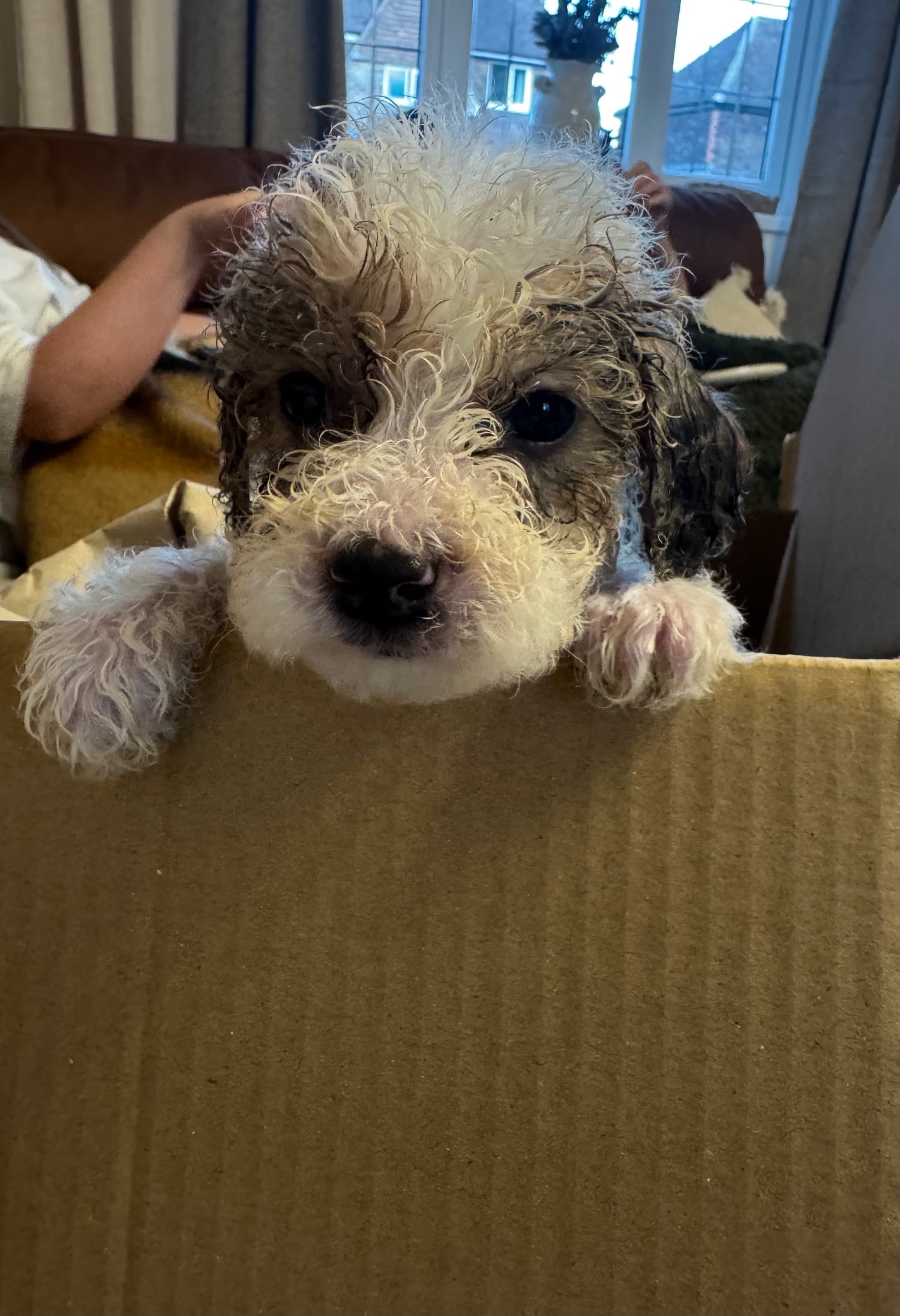 Gorgeous puppy’s looking for the forever home 