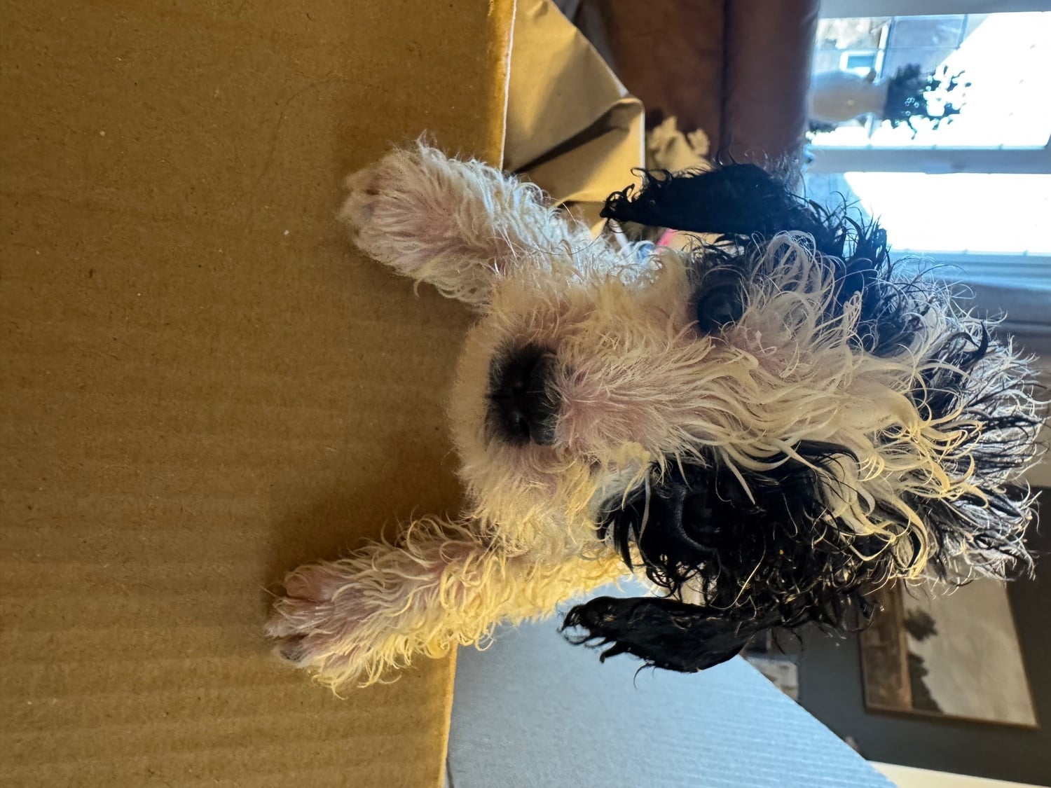 Peterborough Gorgeous puppy’s looking for the forever home 