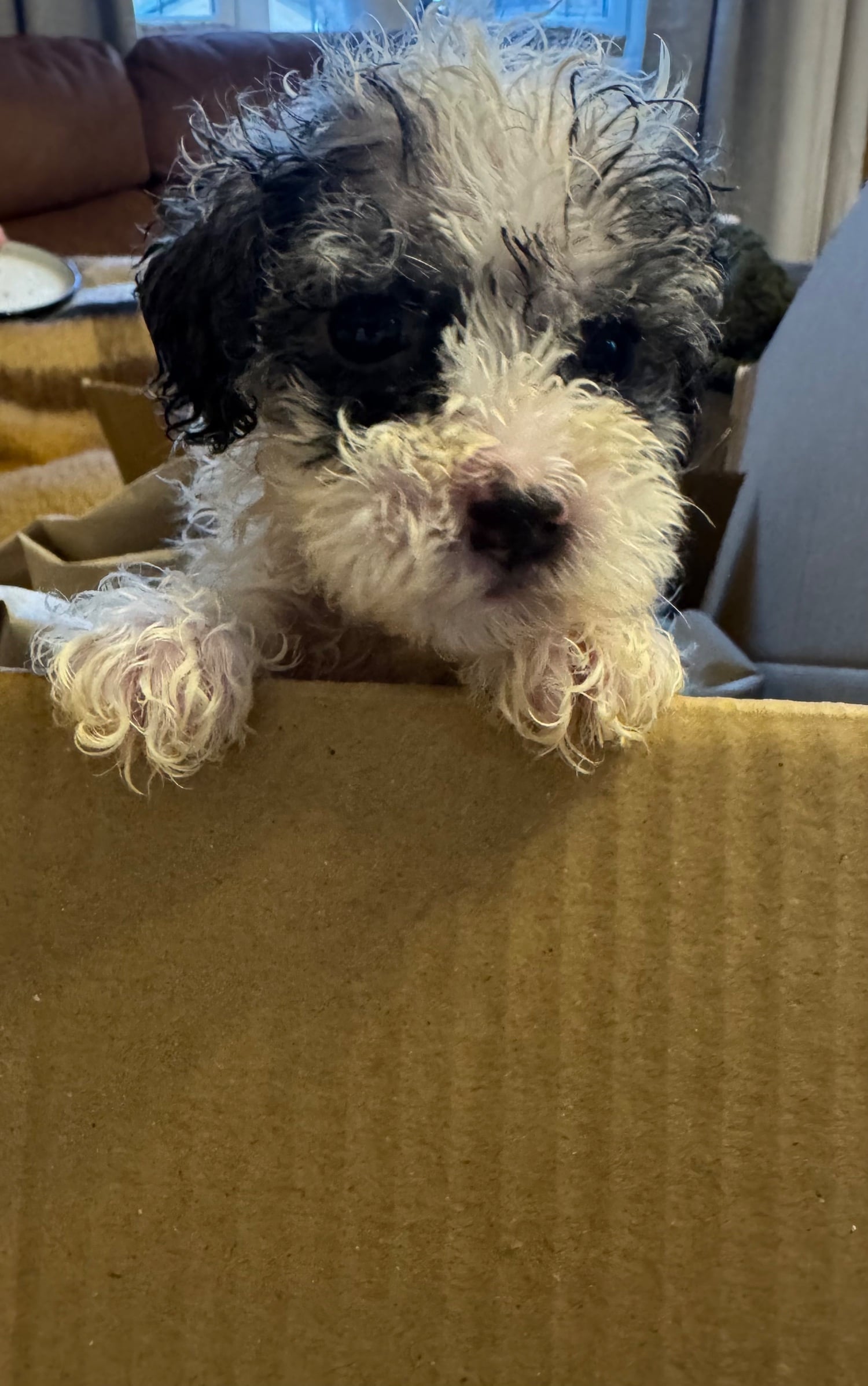 Gorgeous puppy’s looking for the forever home  - Dogs & Puppies in Peterborough