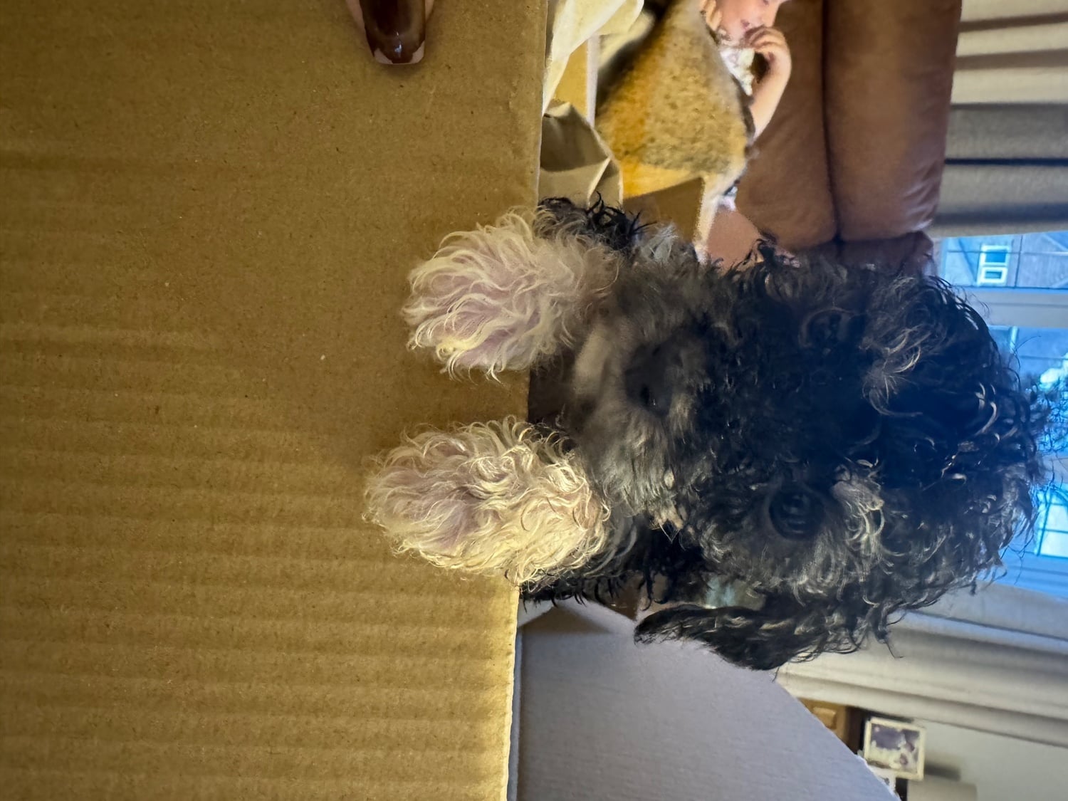 Gorgeous puppy’s looking for the forever home  - Dogs & Puppies
