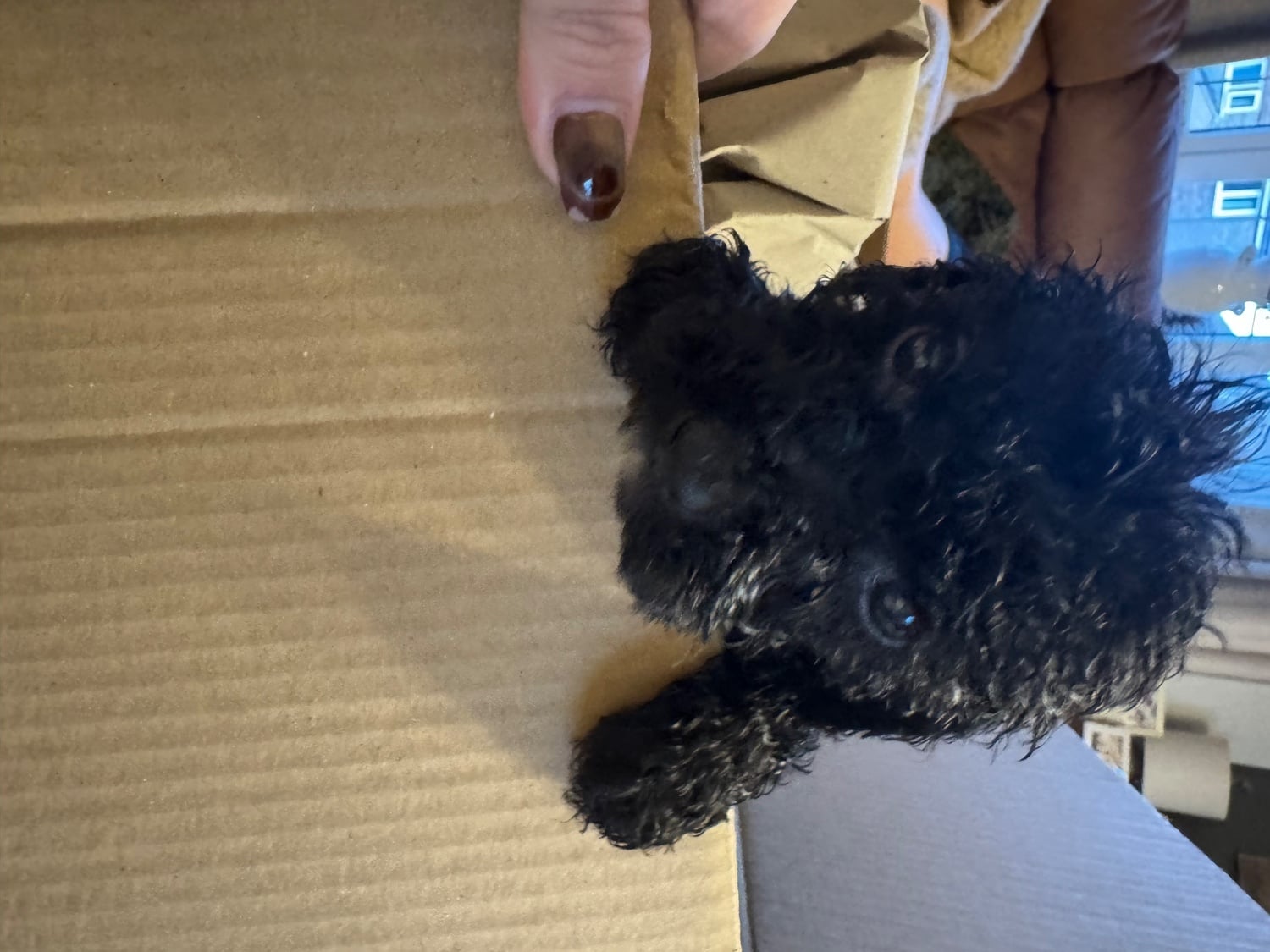 Gorgeous cockapoo puppy’s looking for the forever home  - Dogs & Puppies