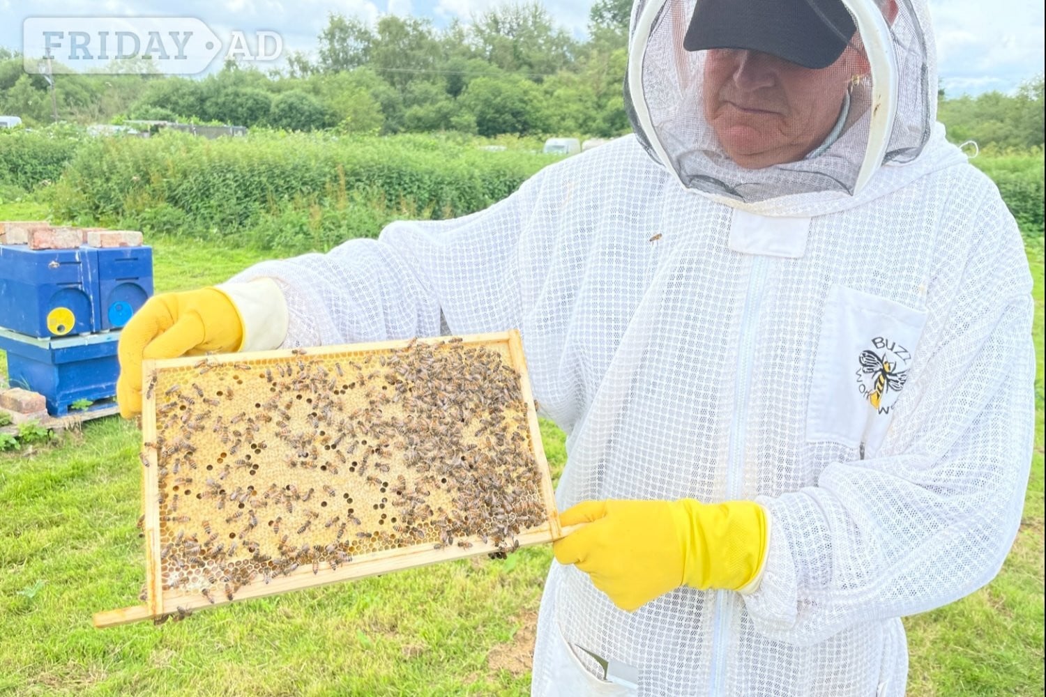 Honey bees nuc nucleus,bee colony,national hive,WBC, 14x12,langstroth,beehive,Flowhive, matted queen in Woking