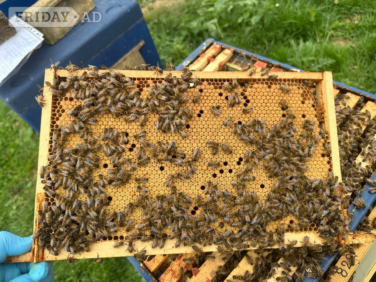 Honey bees nuc nucleus,bee colony,national hive,WBC, 14x12,langstroth,beehive,Flowhive, matted queen