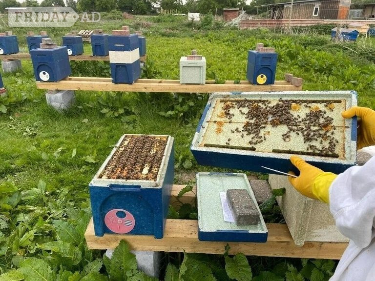 Honey bees nuc nucleus,bee colony,national hive,WBC, 14x12,langstroth,beehive,Flowhive, matted queen - Insects & Spiders in Woking