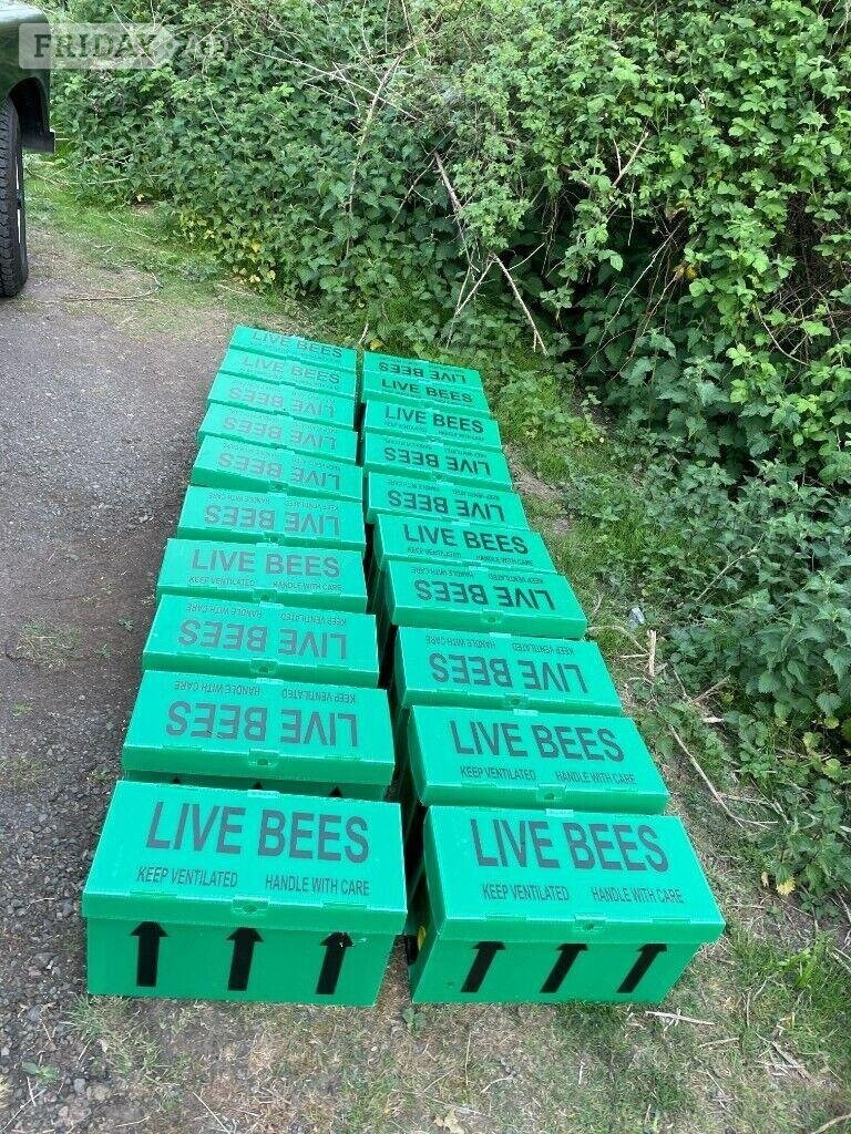 Honey bees nuc nucleus,bee colony,national hive,WBC, 14x12,langstroth,beehive,Flowhive, matted queen - Insects & Spiders
