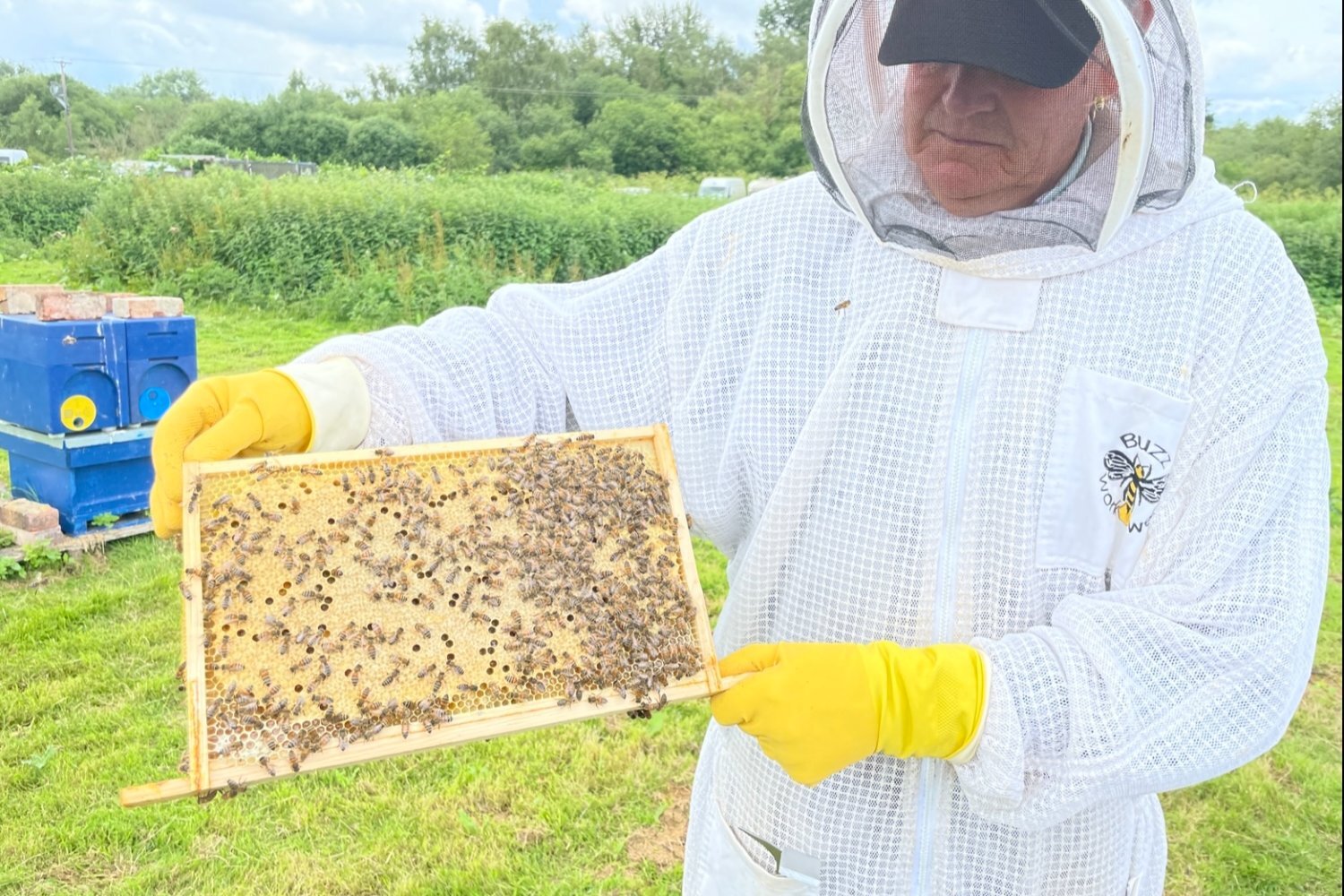 Honey bees nuc nucleus,bee colony,national hive,WBC, 14x12,langstroth,beehive,Flowhive, matted queen