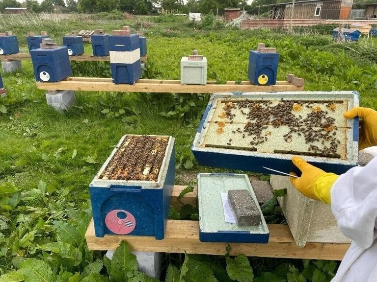 Honey bees nuc nucleus,bee colony,national hive,WBC, 14x12,langstroth,beehive,Flowhive, matted queen - Insects & Spiders in Woking