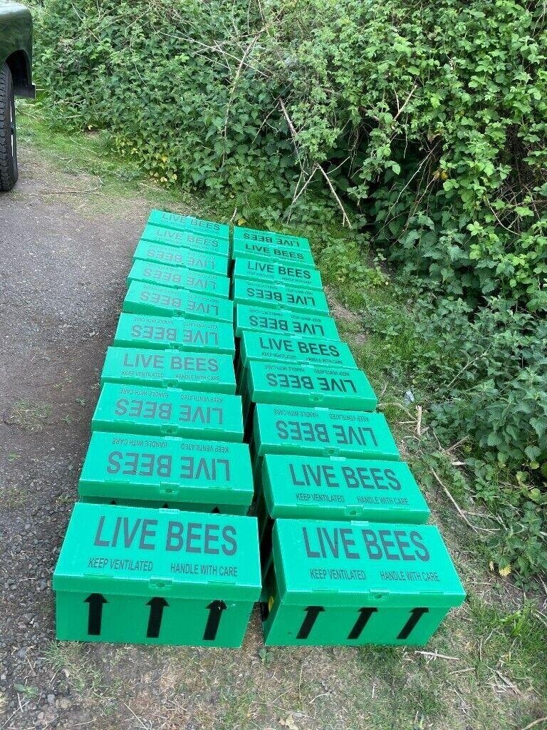 Honey bees nuc nucleus,bee colony,national hive,WBC, 14x12,langstroth,beehive,Flowhive, matted queen - Insects & Spiders