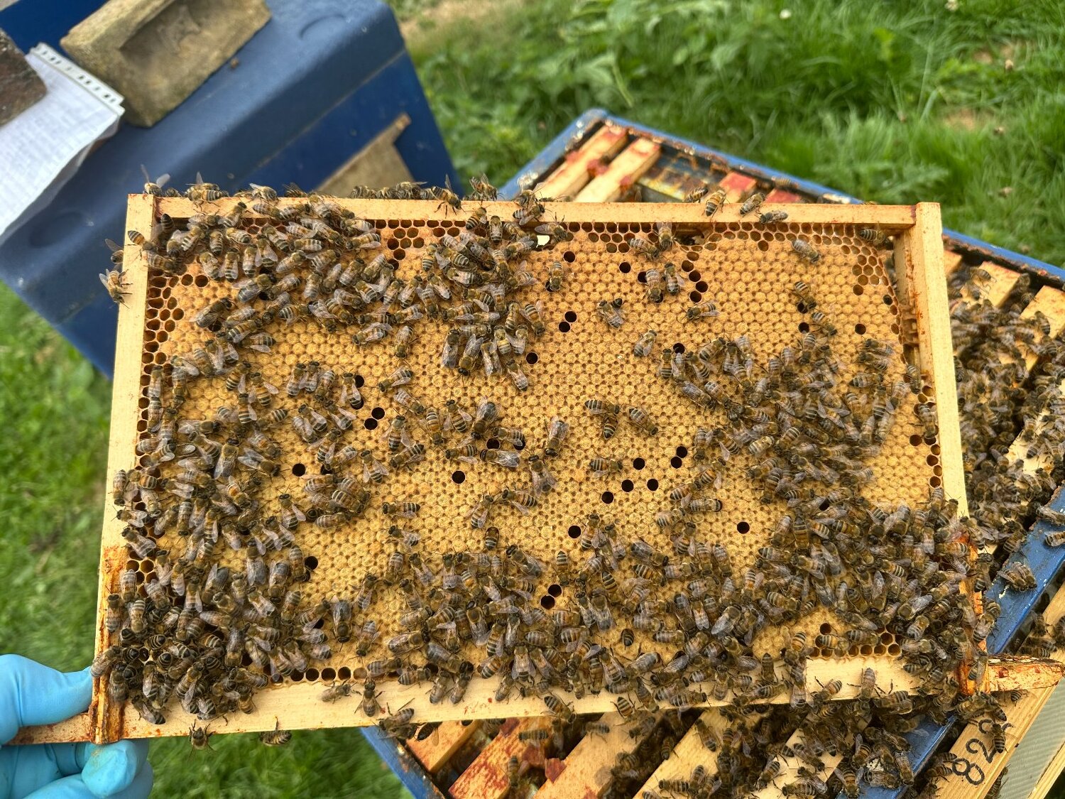 Woking Honey bees nuc nucleus,bee colony,national hive,WBC, 14x12,langstroth,beehive,Flowhive, matted queen
