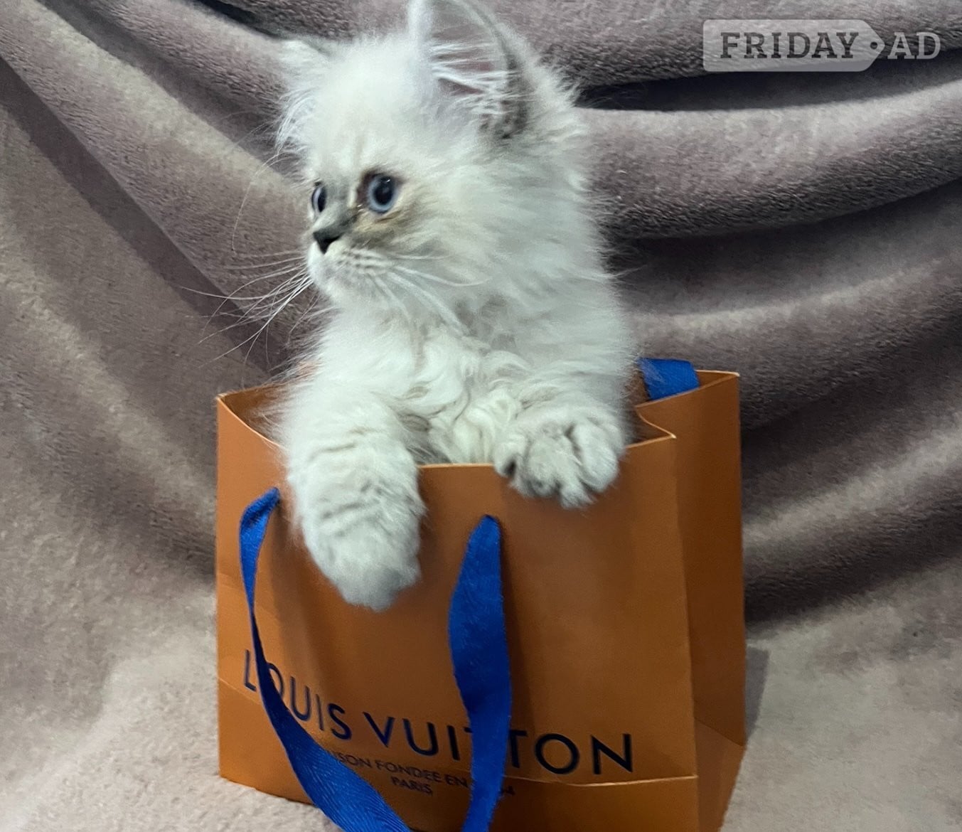 READY NOW Fully vaccinated“Louis”, Persian kitten in Bromley