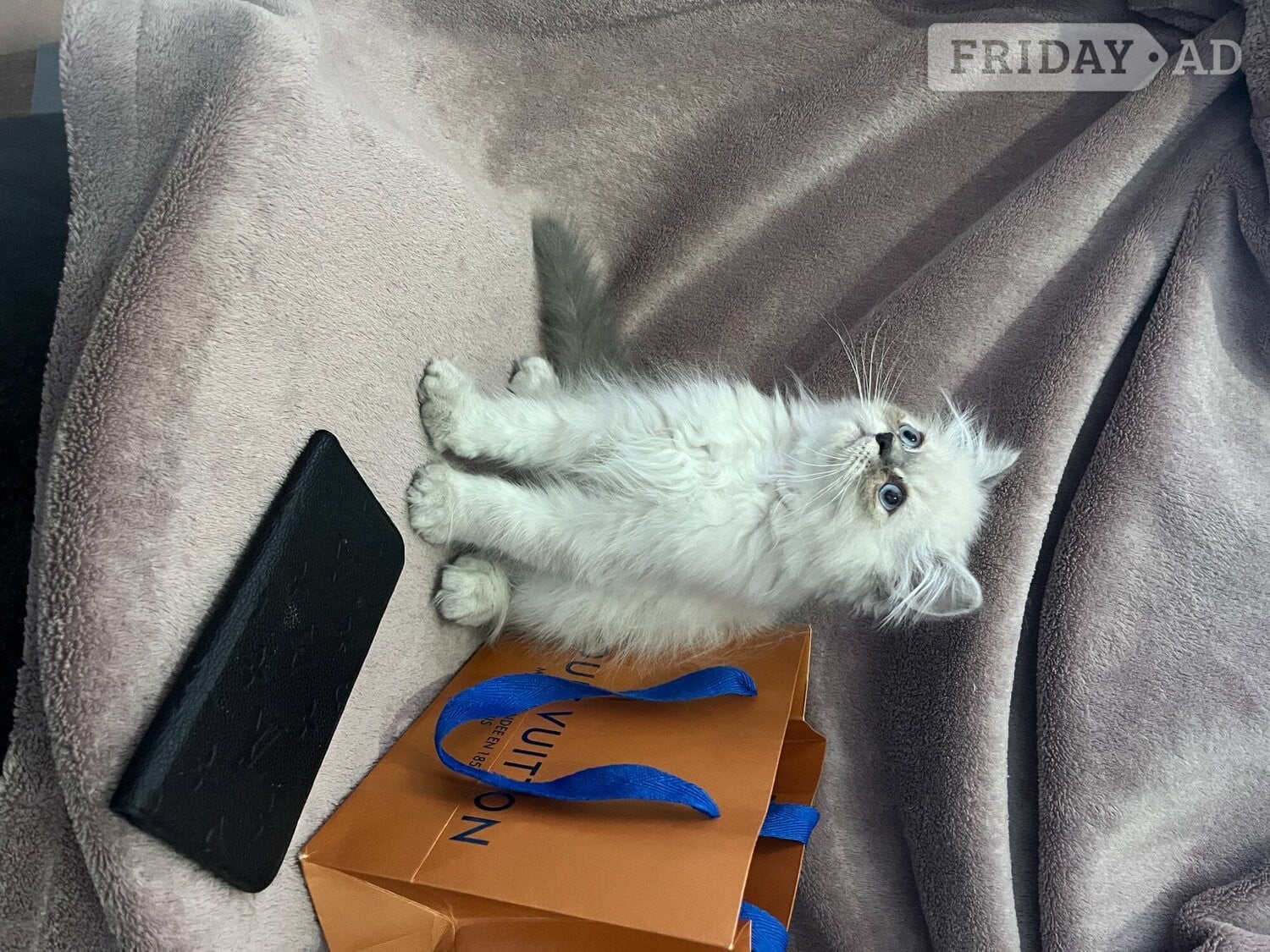 READY NOW Fully vaccinated“Louis”, Persian kitten