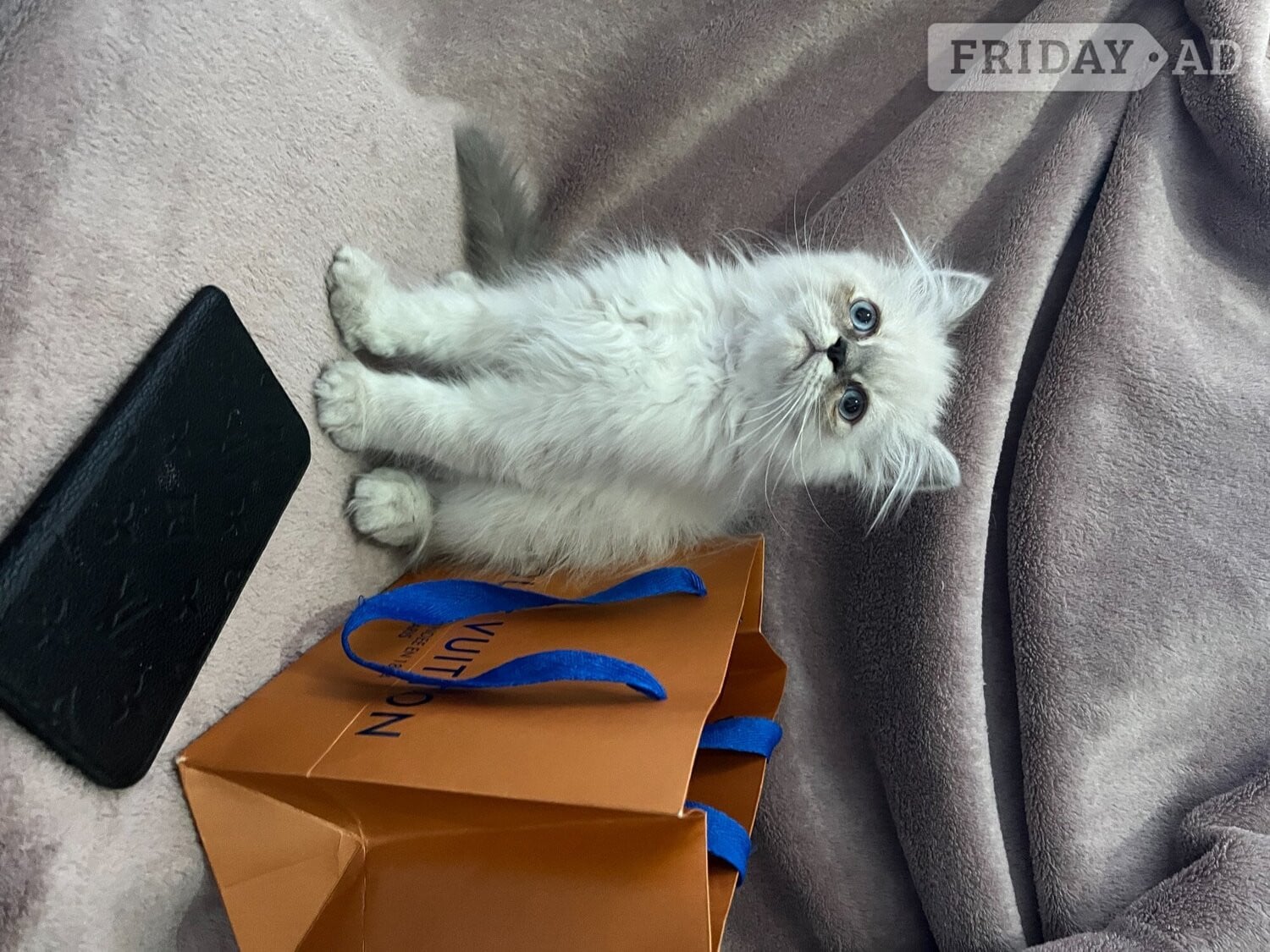 Bromley READY NOW Fully vaccinated“Louis”, Persian kitten
