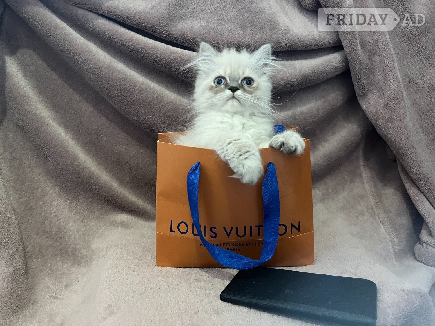 READY NOW Fully vaccinated“Louis”, Persian kitten - Cats & Kittens in Bromley