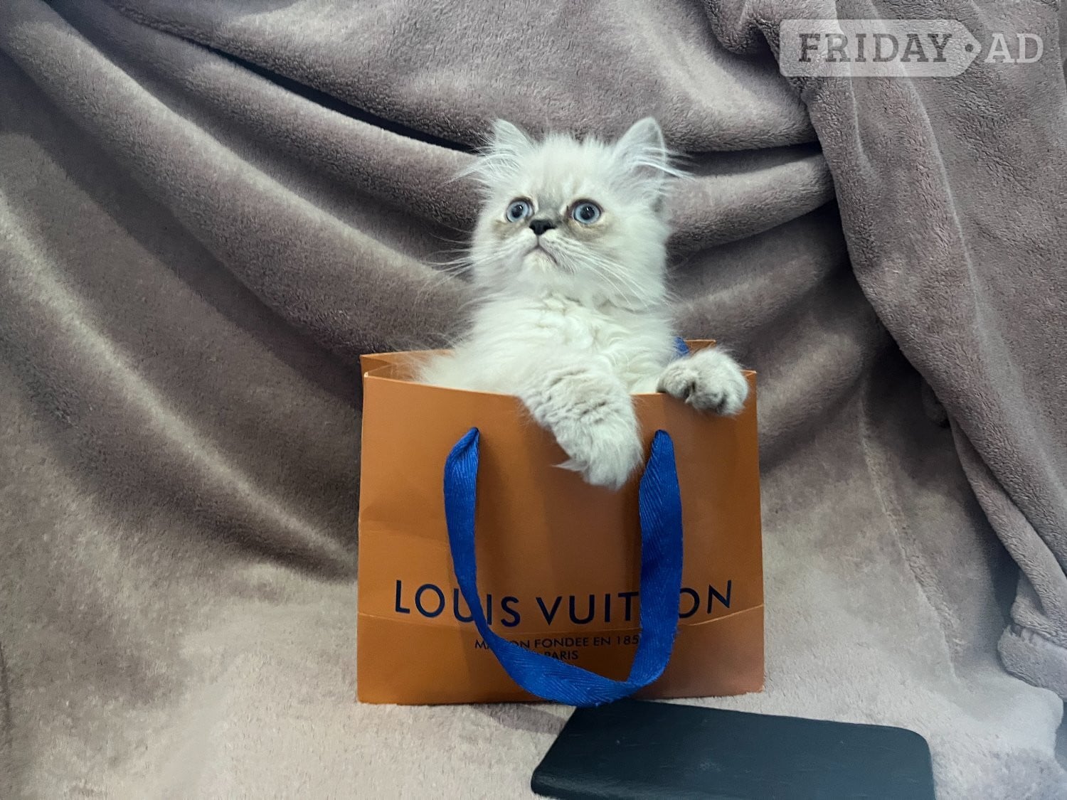 READY NOW Fully vaccinated“Louis”, Persian kitten - Cats & Kittens