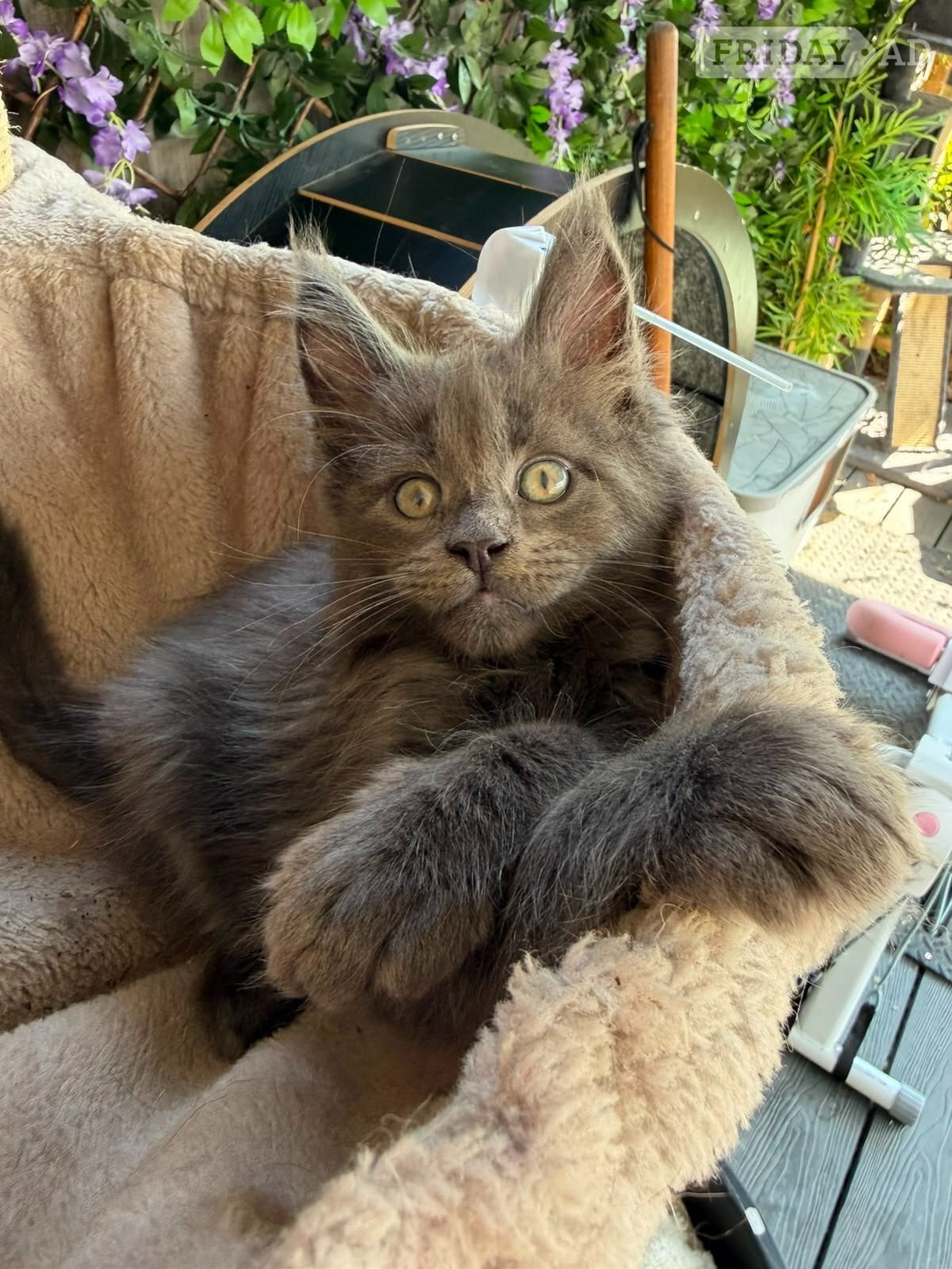 🐾 Stunning Maine Coon Kittens – GCCF/ Champion Bloodline 🐾 in Hastings