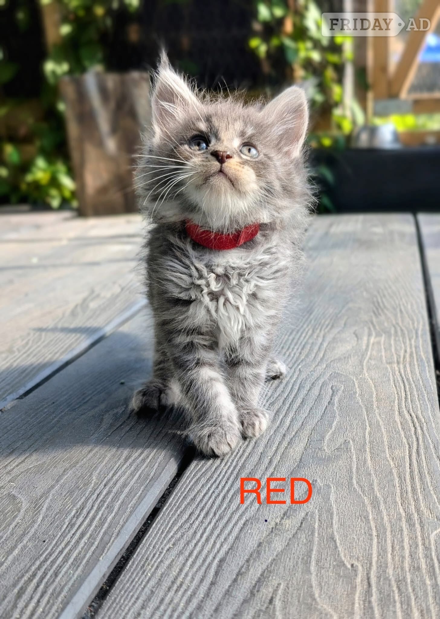 🐾 Stunning Maine Coon Kittens – GCCF/ Champion Bloodline 🐾