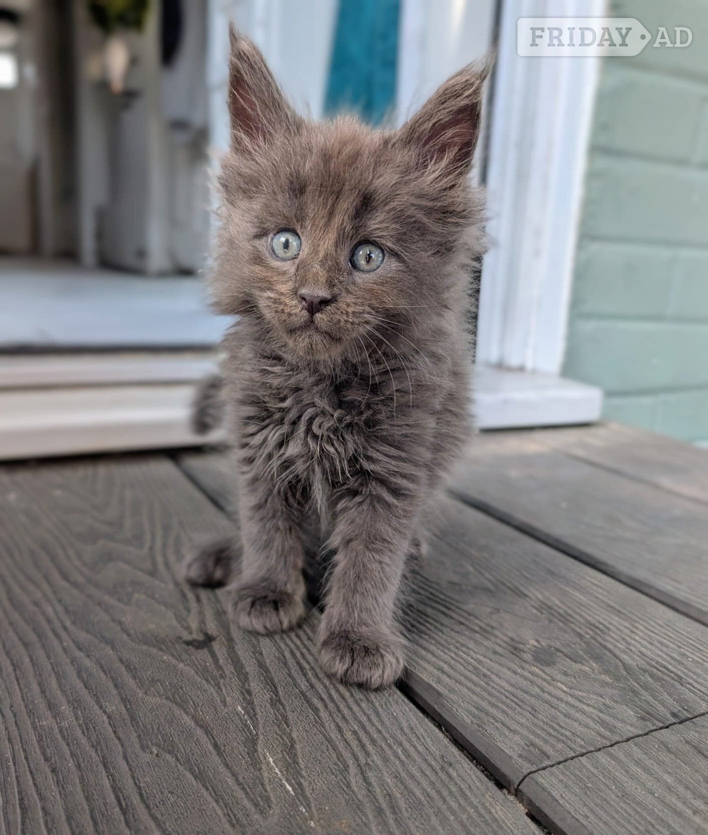 Hastings 🐾 Stunning Maine Coon Kittens – GCCF/ Champion Bloodline 🐾