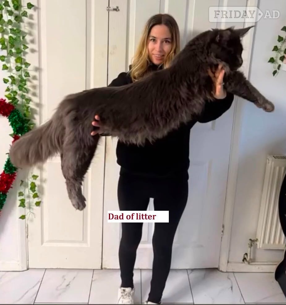 🐾 Stunning Maine Coon Kittens – GCCF/ Champion Bloodline 🐾 - Agricultural in Hastings