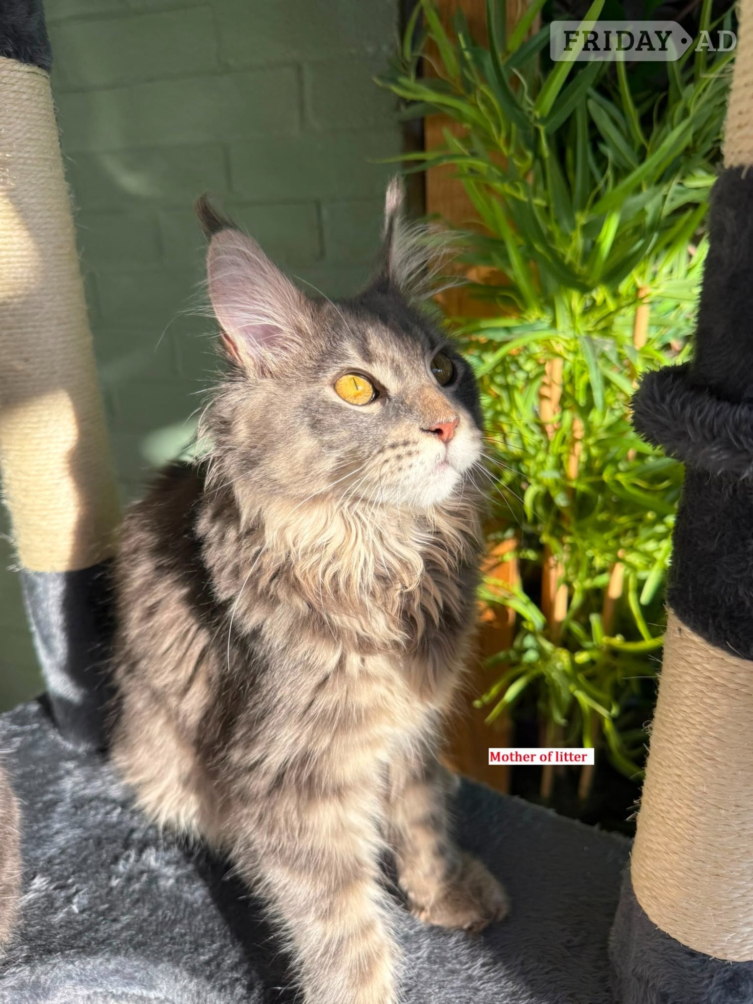🐾 Stunning Maine Coon Kittens – GCCF/ Champion Bloodline 🐾 - Agricultural
