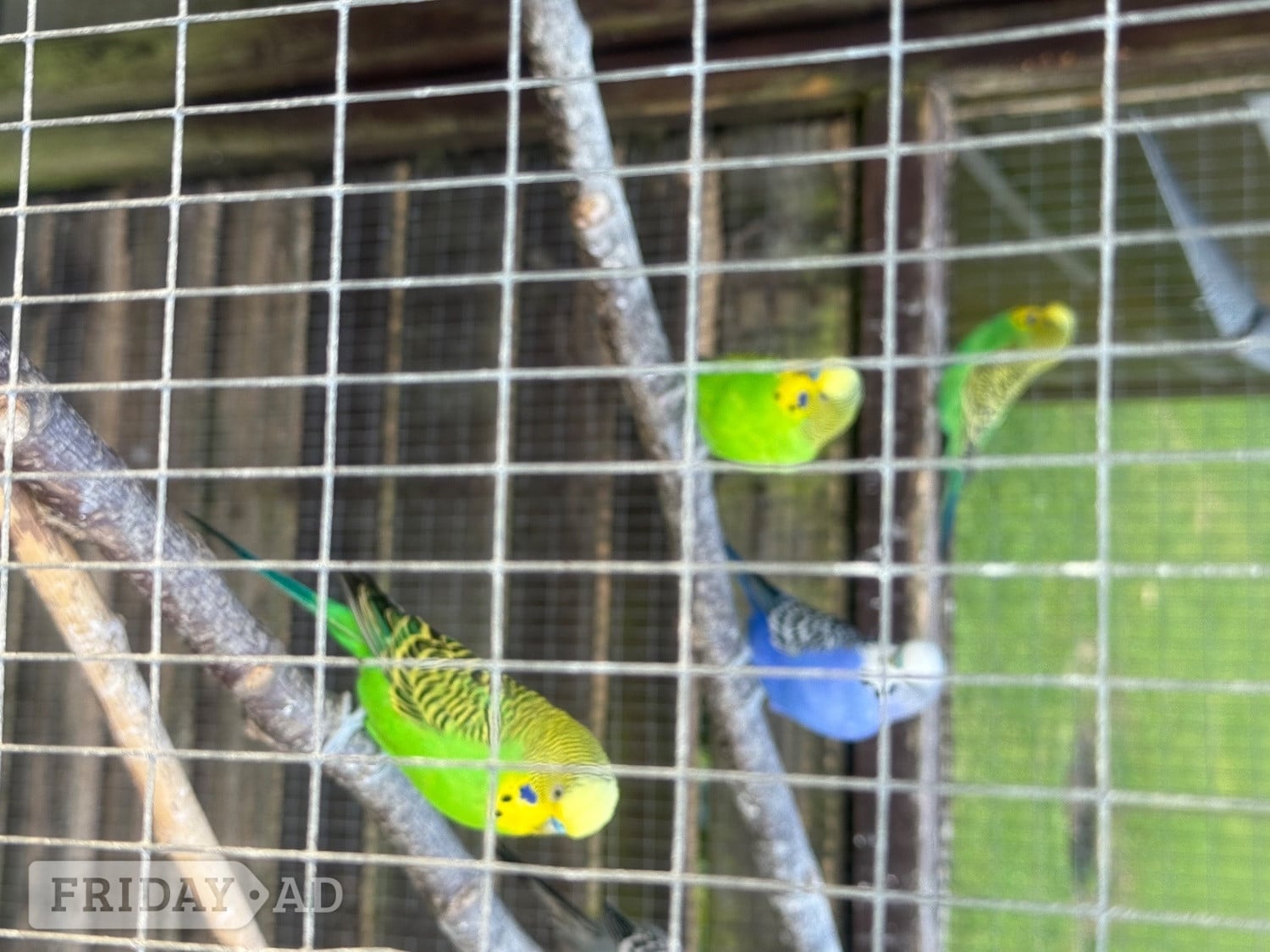 Budgies for sale in Hailsham