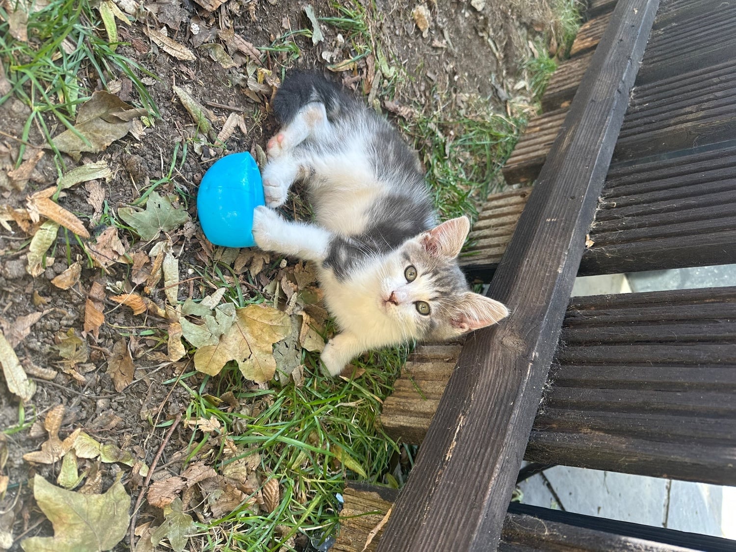 British blue cross maincoon 