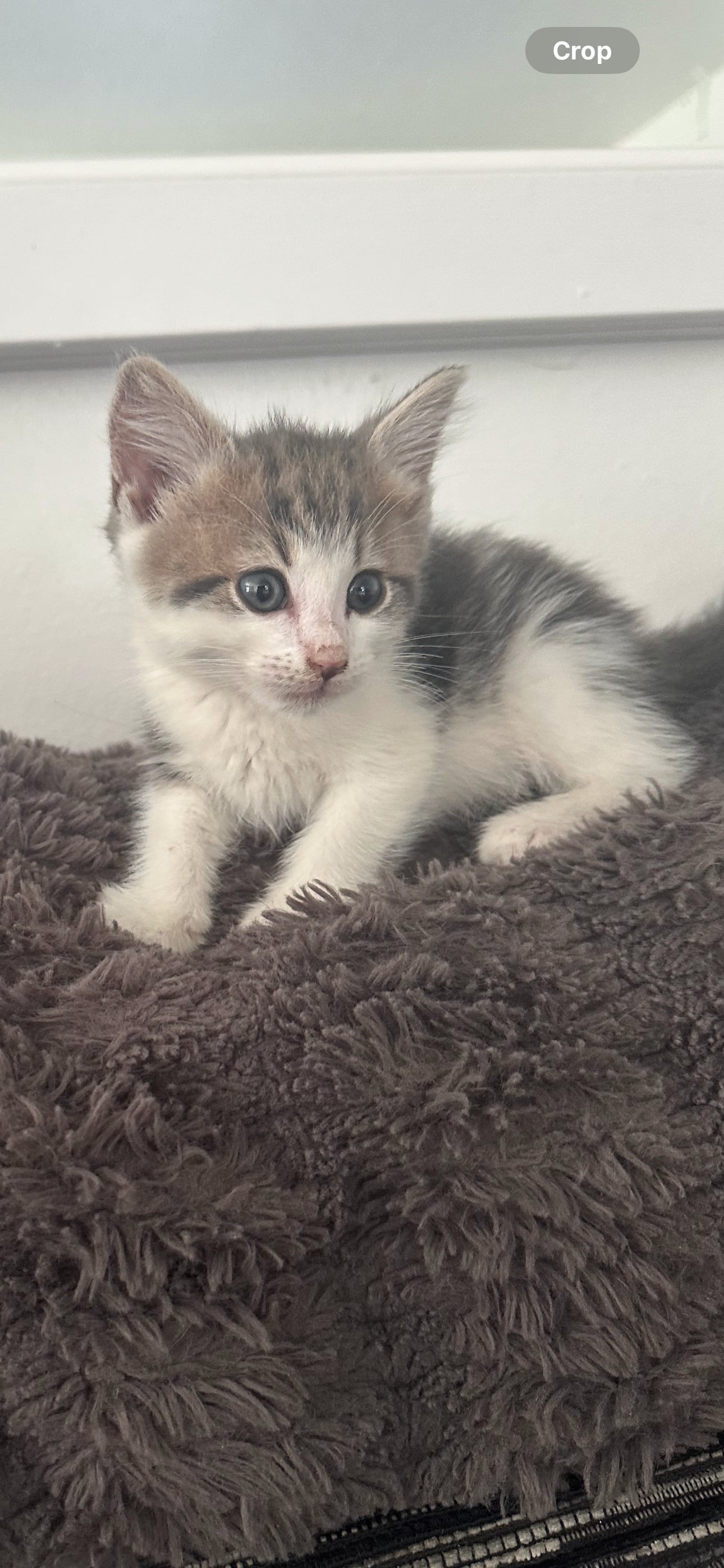 Eastbourne British blue cross maincoon 