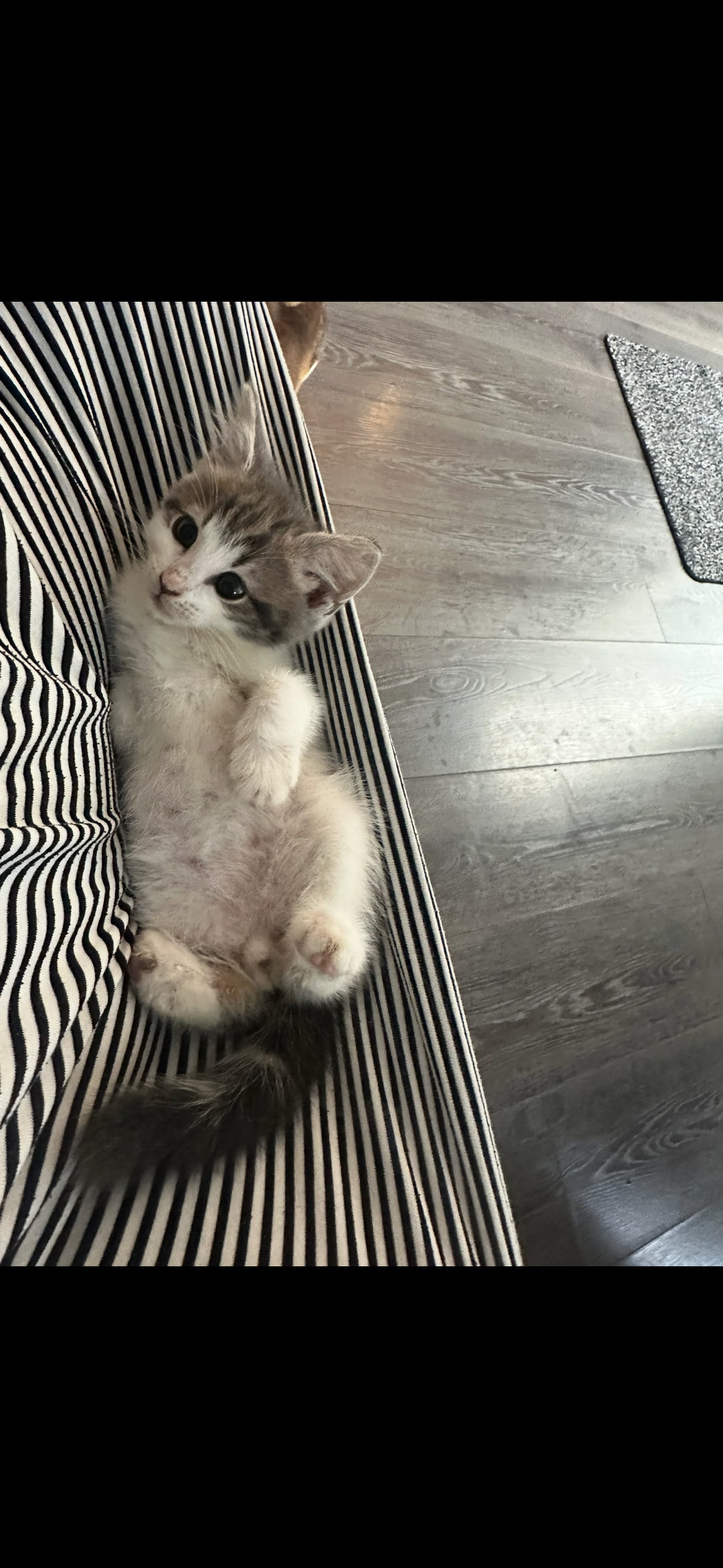 British blue cross maincoon  - Cats & Kittens in Eastbourne