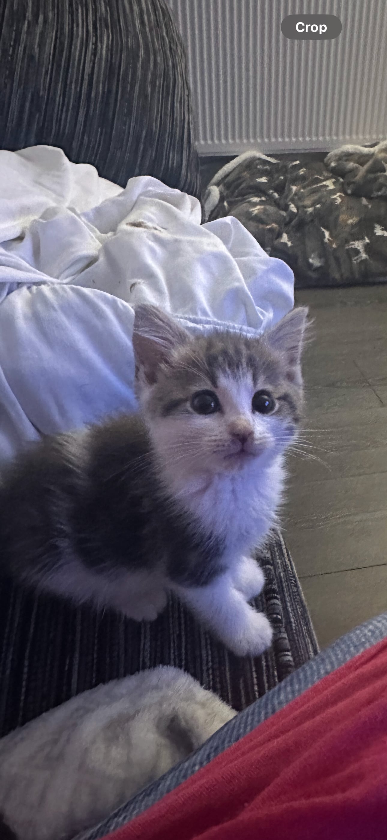 British blue cross maincoon  - Cats & Kittens