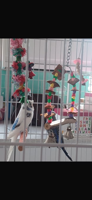 two budgies free