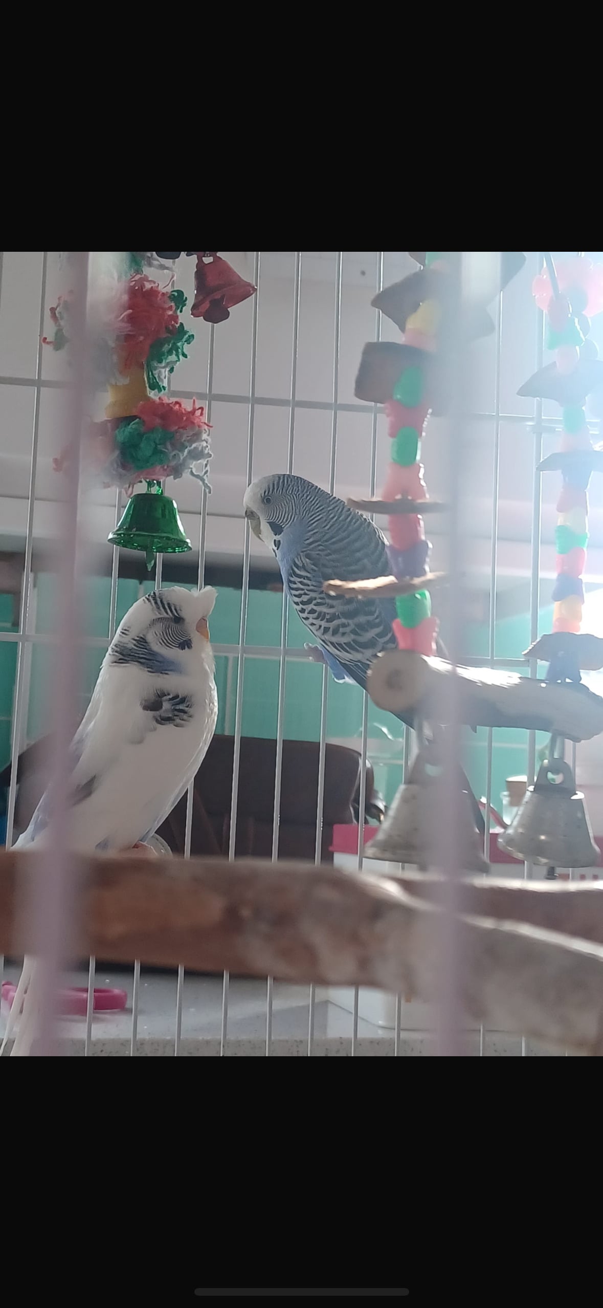 two budgies free