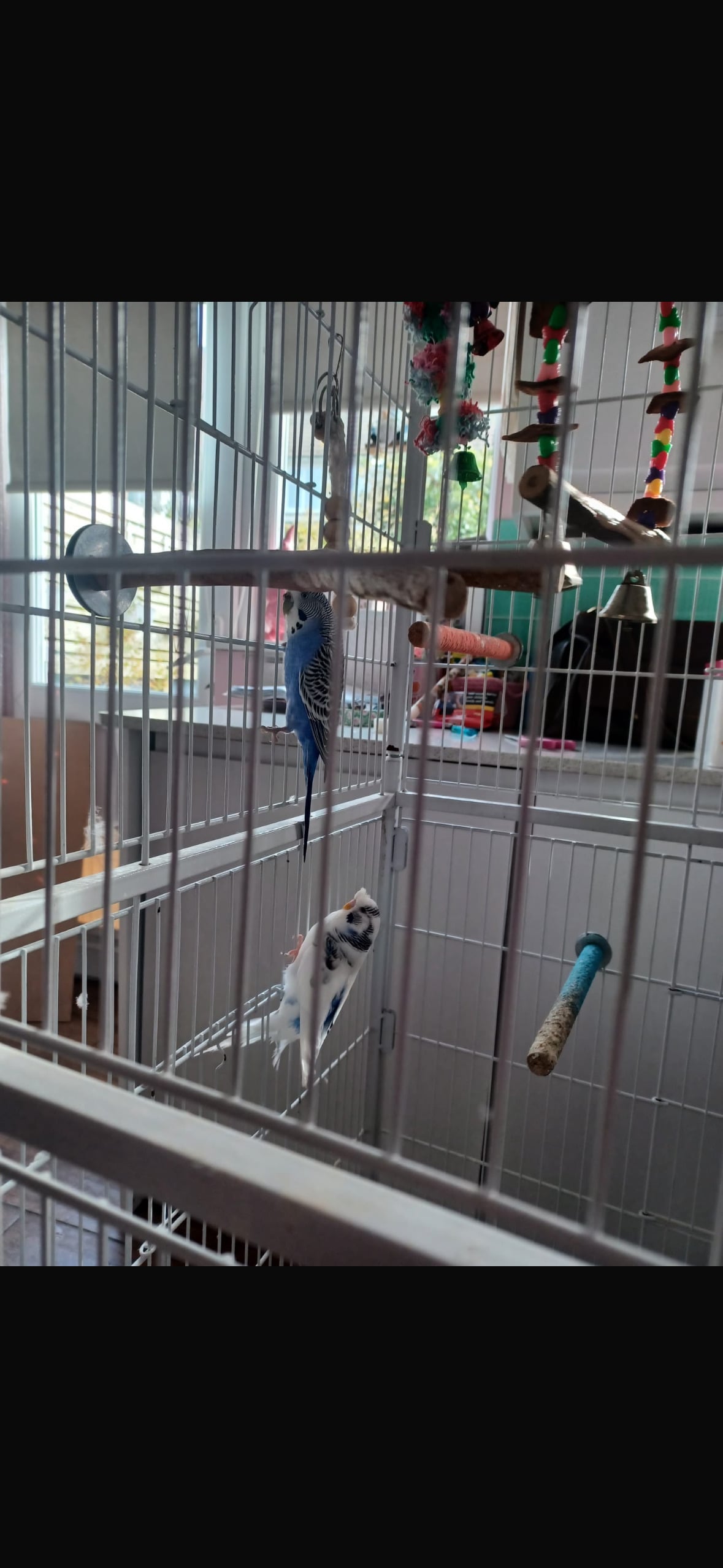 Brighton two budgies free