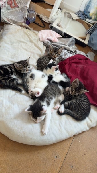 Beautiful kittens for sale 