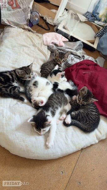 Beautiful kittens for sale 