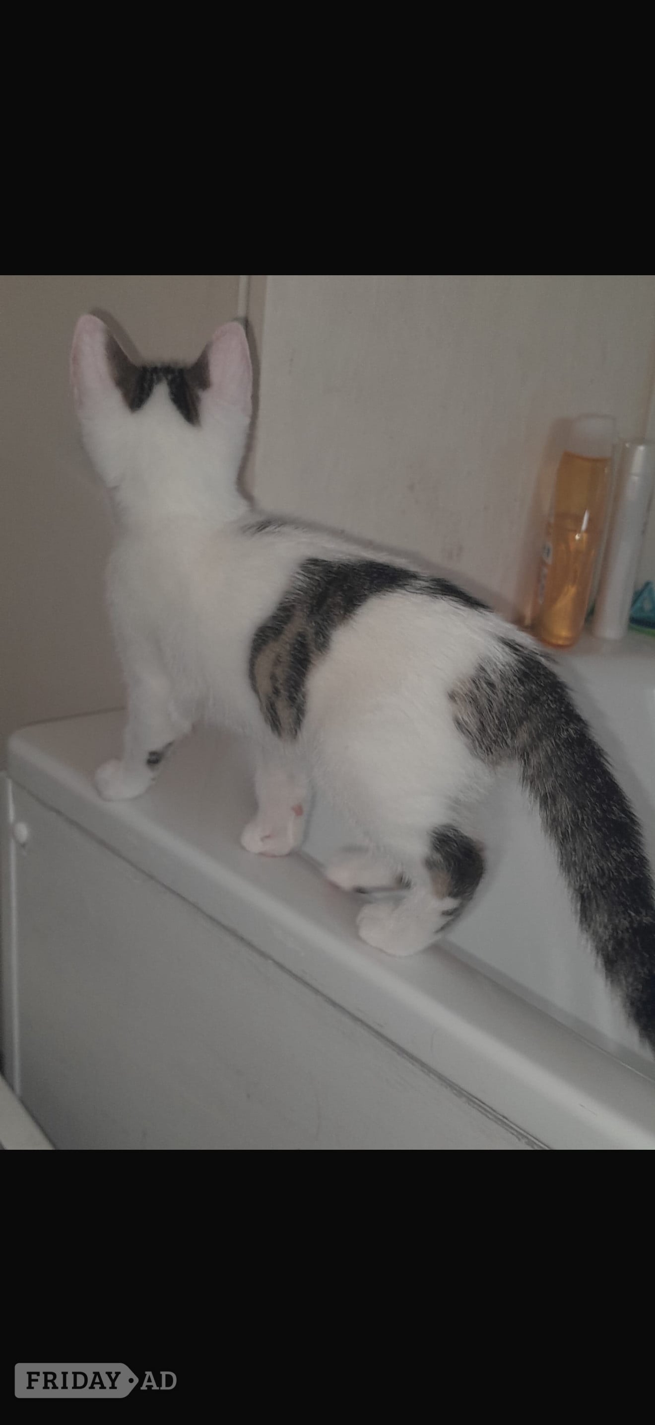 Beautiful kittens for sale  - Cats & Kittens