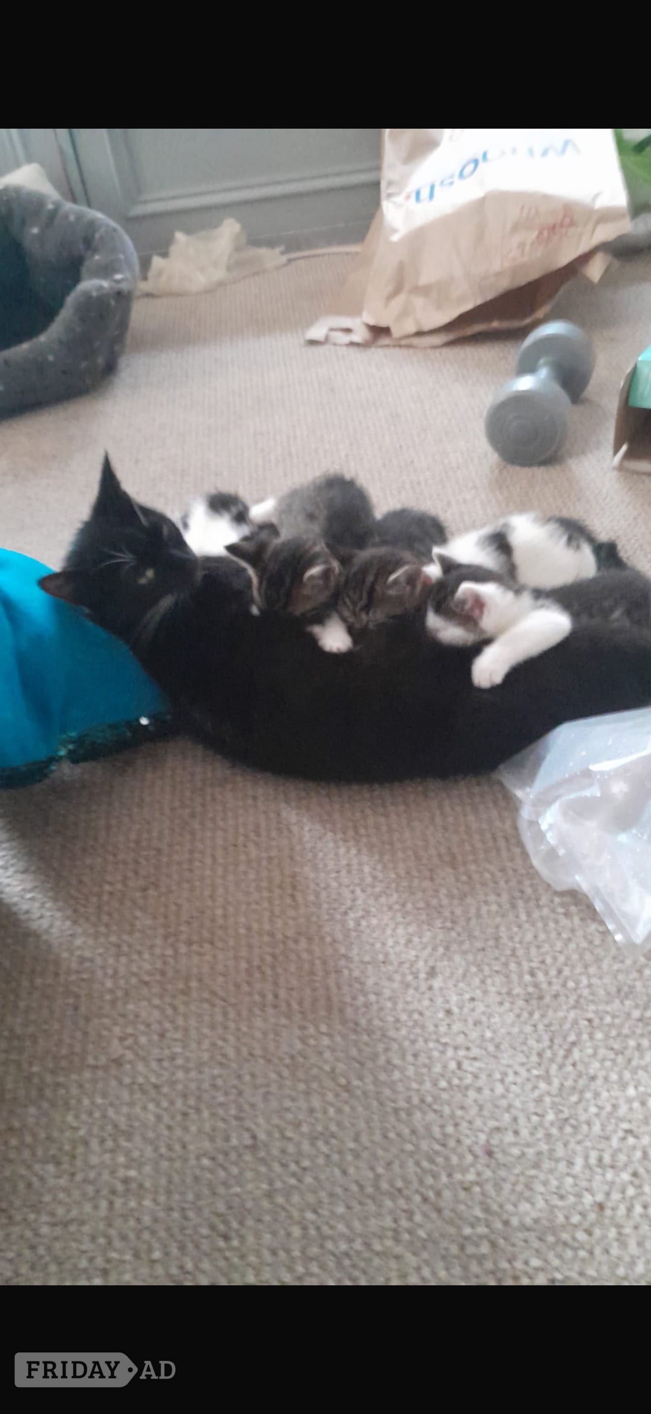 Beautiful kittens for sale 