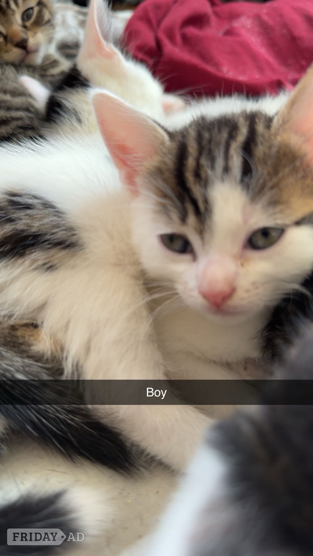 Hailsham Beautiful kittens for sale 