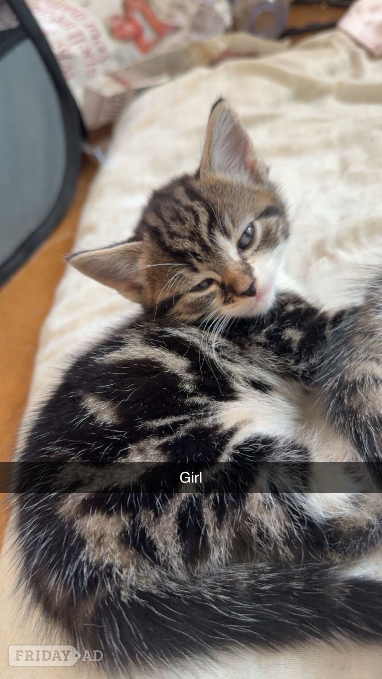 Beautiful kittens for sale  - Cats & Kittens in Hailsham