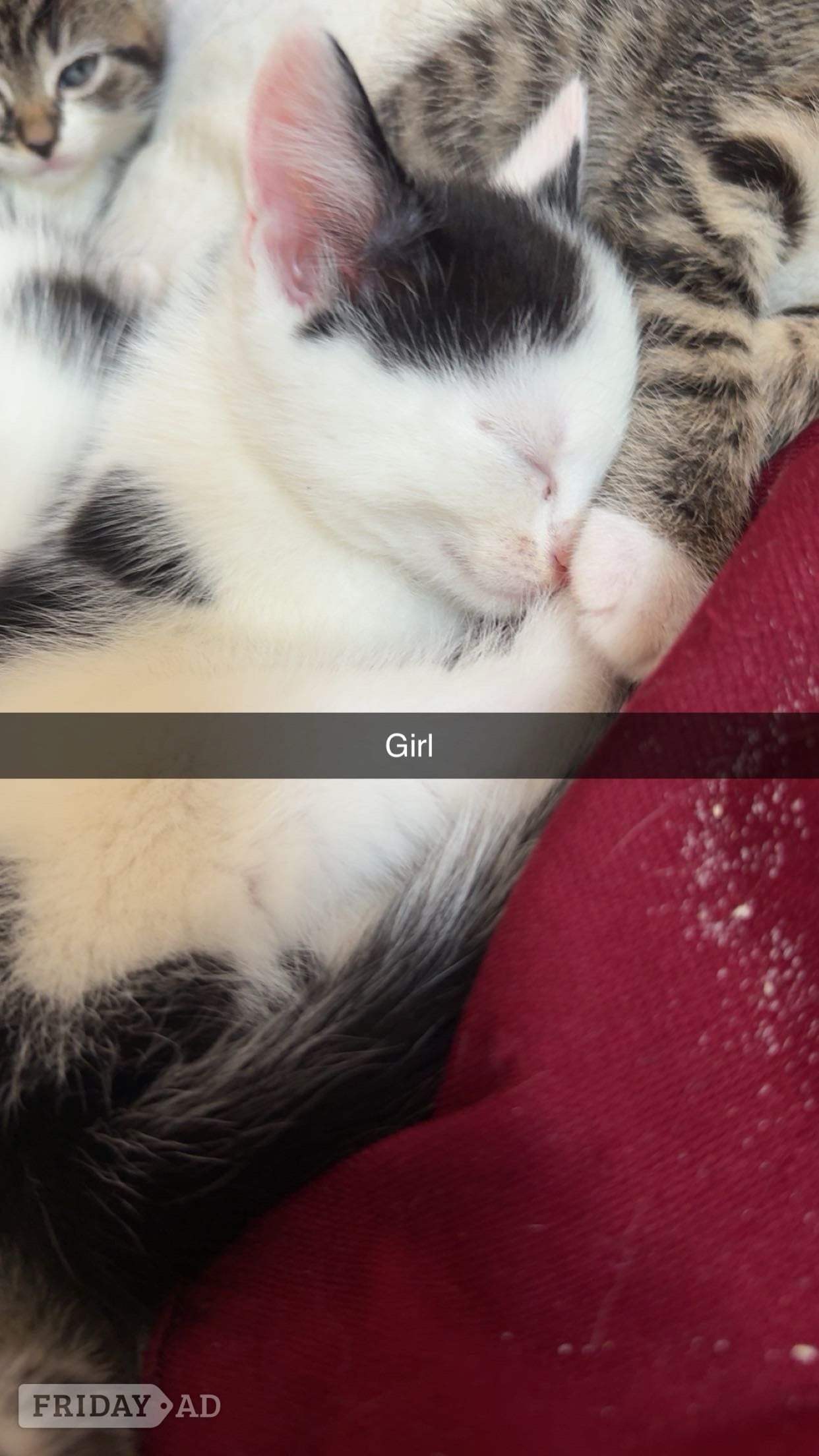 Beautiful kittens for sale  - Cats & Kittens