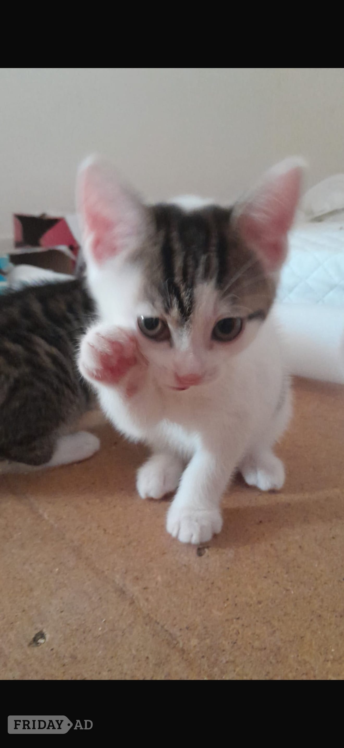 Beautiful kittens for sale  - Cats & Kittens in Hailsham