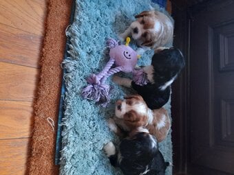 cavalier king charles pups