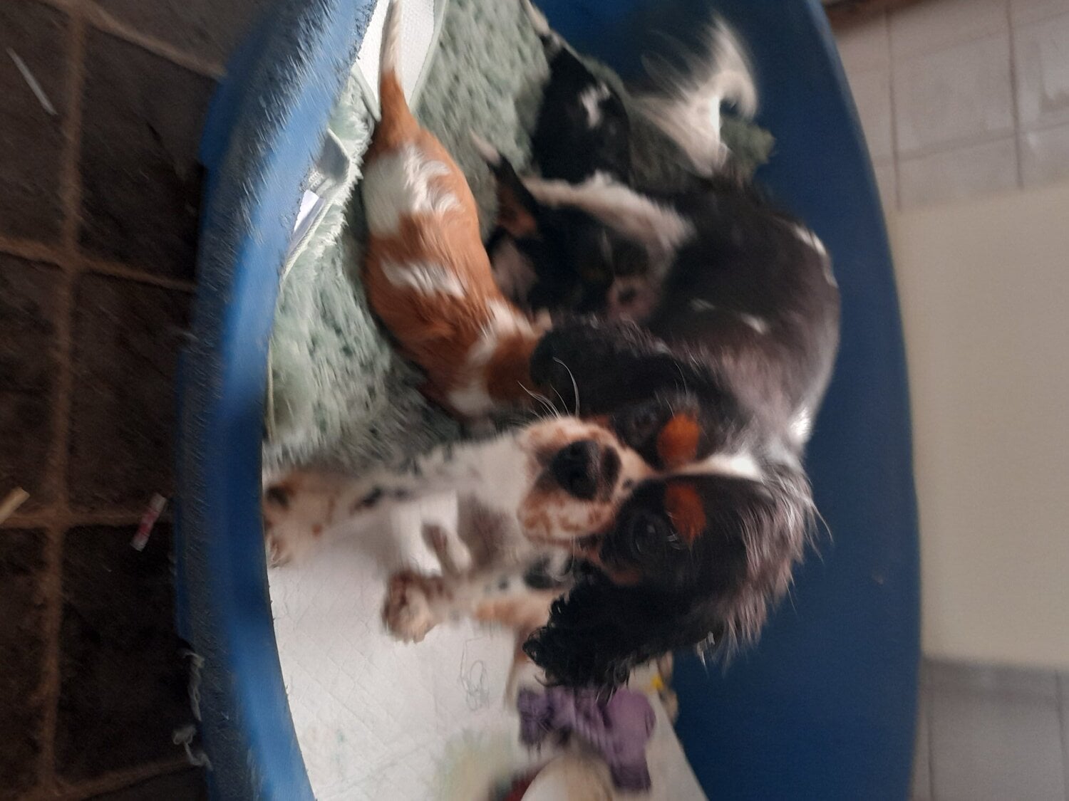 cavalier king charles pups