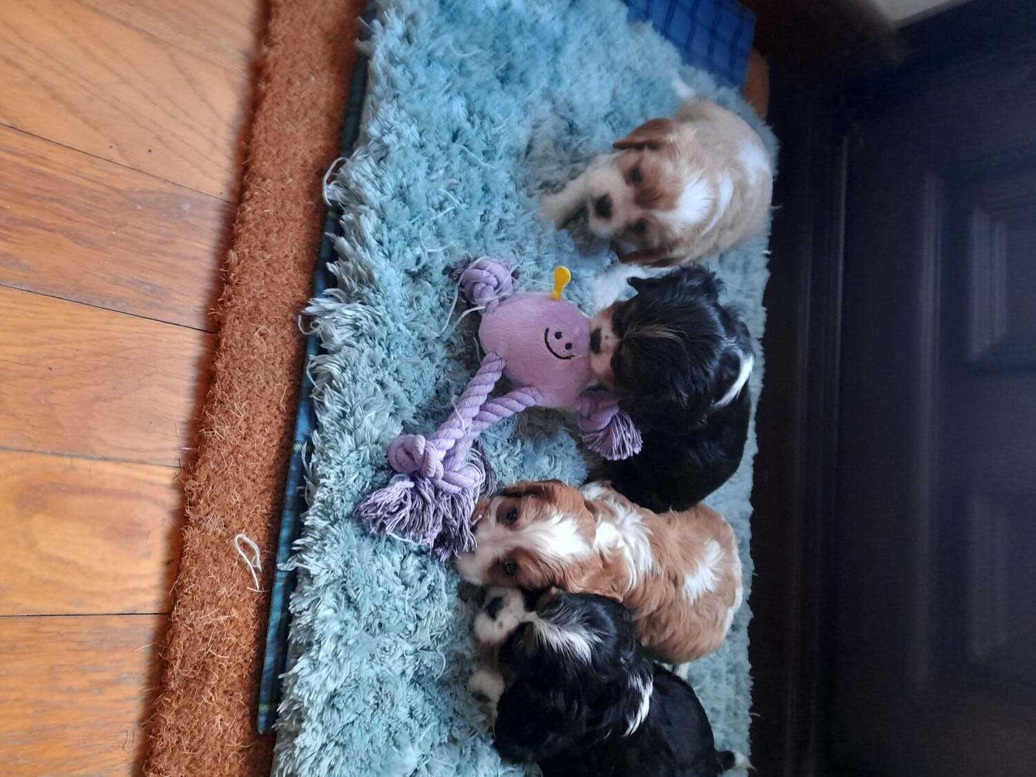 Boncath cavalier king charles pups