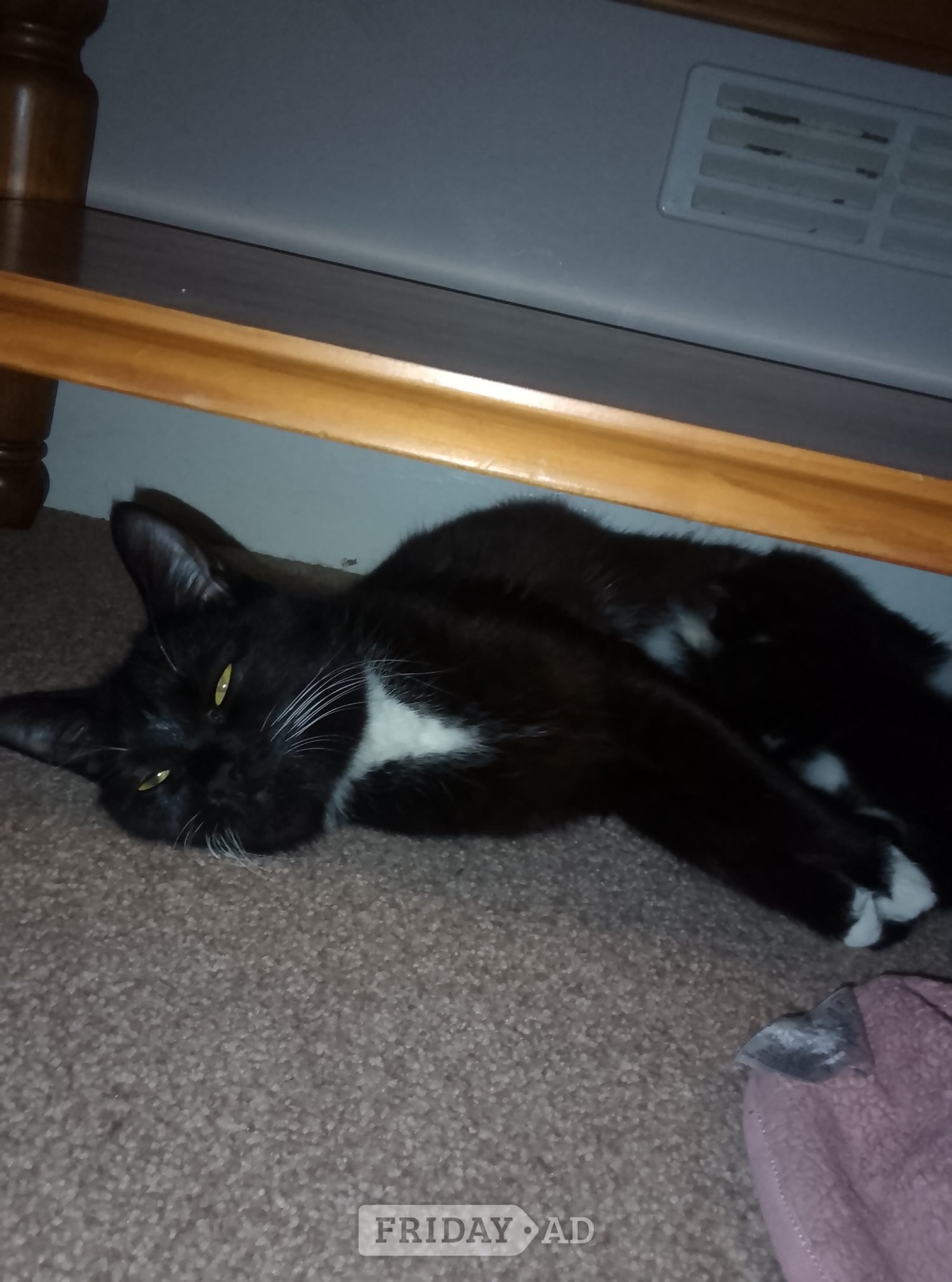 Tabby and Persian cat for sale  in Eastbourne