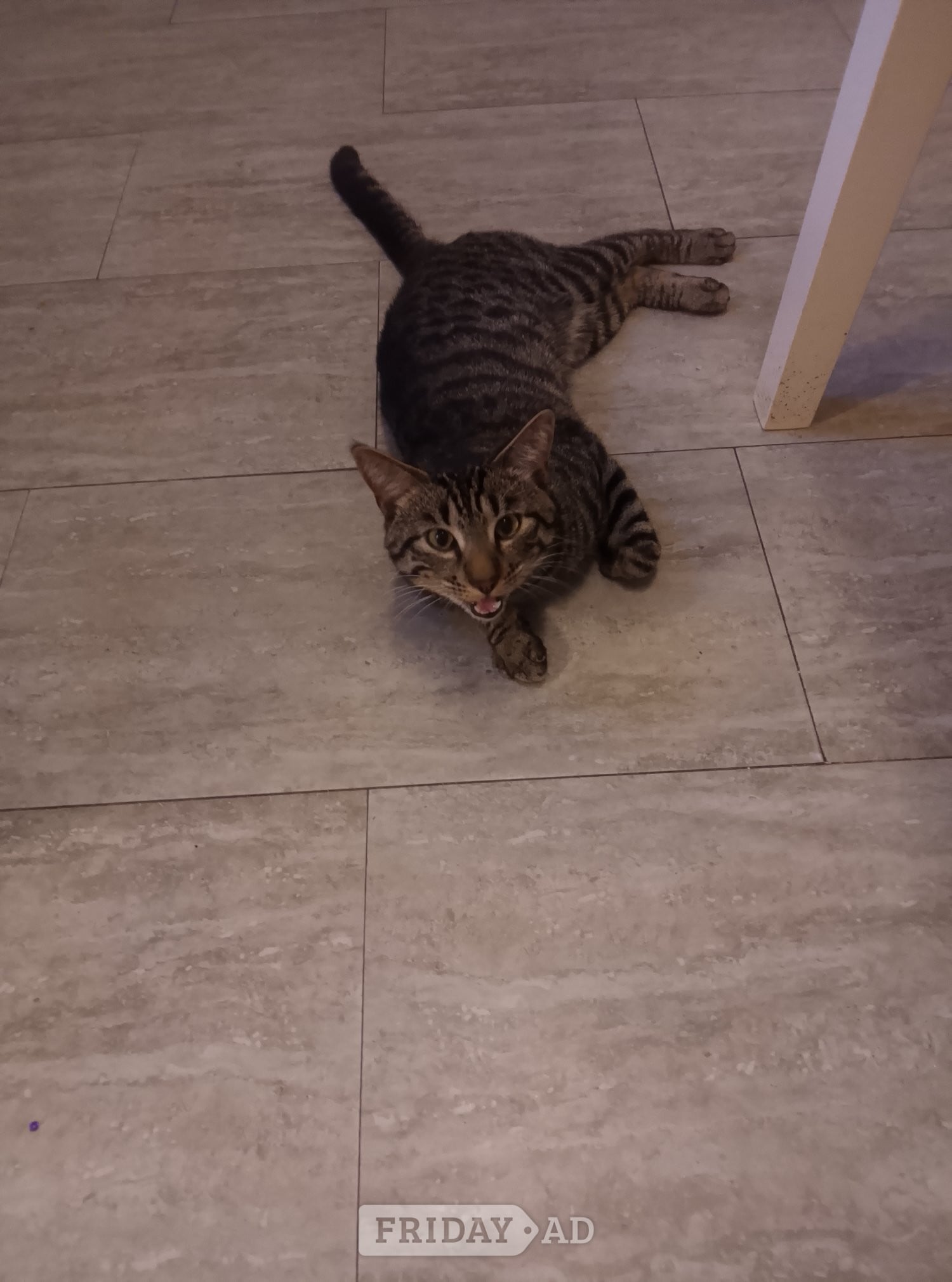 Tabby and Persian cat for sale 