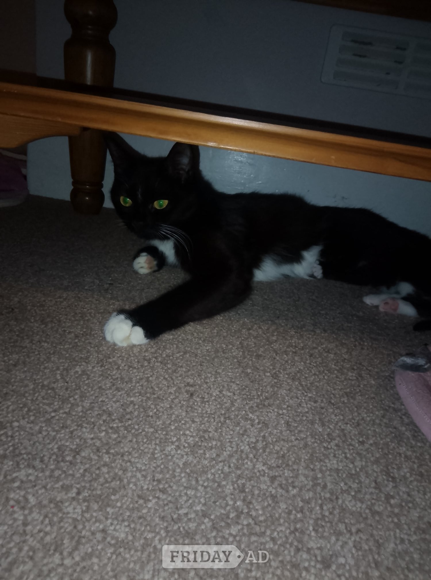 Eastbourne Tabby and Persian cat for sale 