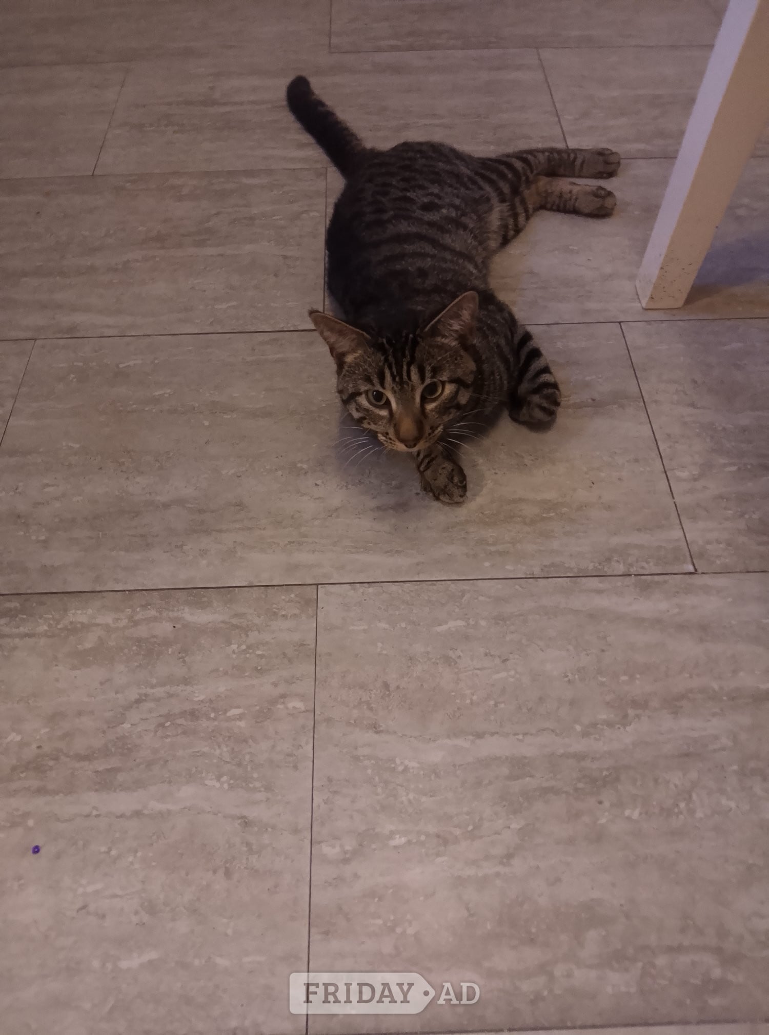 Tabby cat for sale